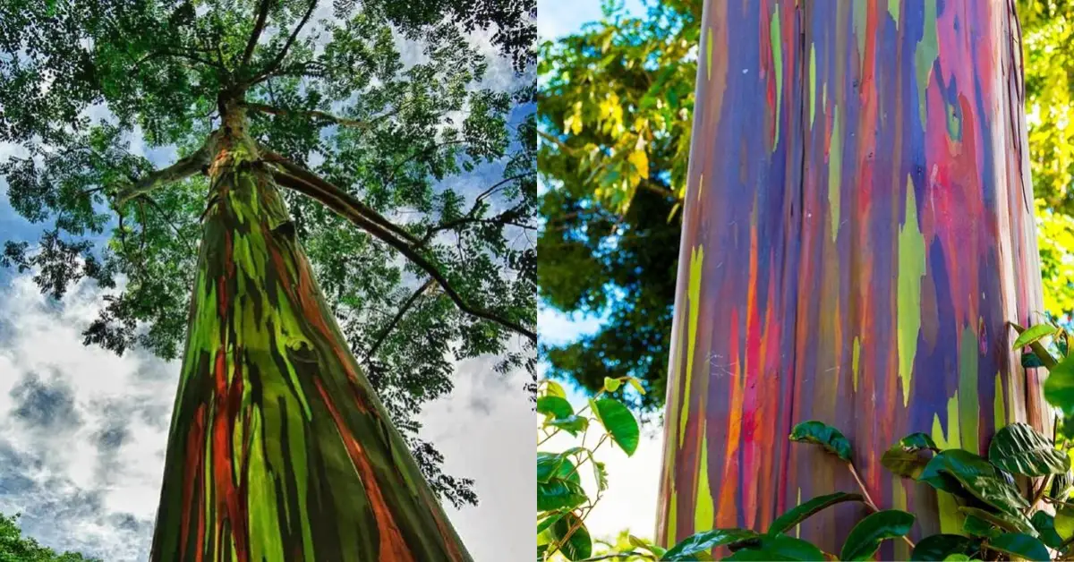 Este increíble árbol llamado Eucalyptus deglupta es conocido mundialmente por la variedad de colores que tiene en su tronco ¡Aquí te contamos todo!